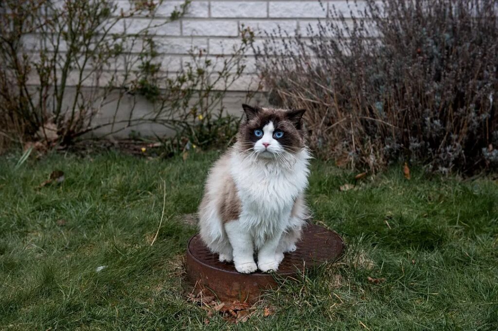 A Man Called Ove - Cute Cat